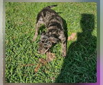 Small #6 Mutt