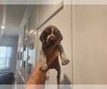 Small Photo #10 German Shorthaired Pointer Puppy For Sale in EDGEMOOR, SC, USA