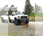 Small #5 German Shepherd Dog