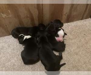 Miniature Australian Shepherd Puppy for sale in BROOKSVILLE, FL, USA