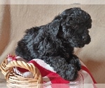Small Photo #2 ShihPoo Puppy For Sale in CANON CITY, CO, USA