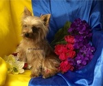 Small Photo #1 Morkie Puppy For Sale in CASSVILLE, MO, USA