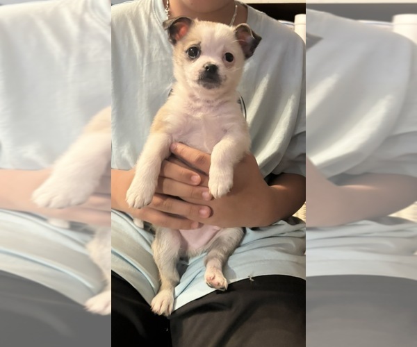 Medium Photo #2 American Eskimo Dog-Pug Mix Puppy For Sale in THOMASVILLE, NC, USA