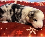 Small Photo #58 Australian Shepherd Puppy For Sale in SALISBURY, NC, USA