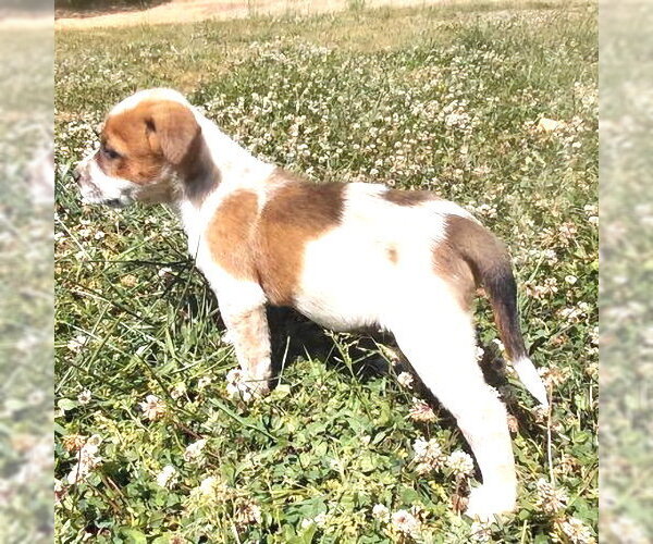 Medium Photo #4 Mutt Puppy For Sale in Rutherfordton, NC, USA