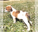 Small #3 Mutt