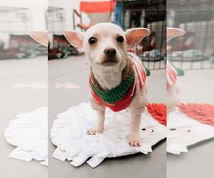Benny - Male Chihuahua-Unknown Mix Dog for Adoption - Photo #4