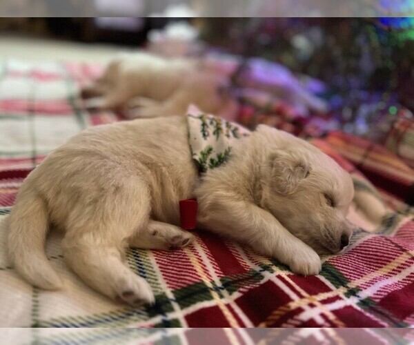 Medium Photo #11 Anatolian Pyrenees Puppy For Sale in CULDESAC, ID, USA