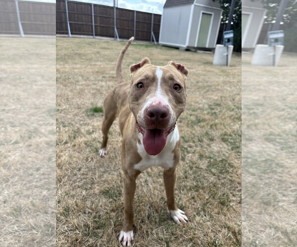 Medium Photo #5 American Pit Bull Terrier-Unknown Mix Puppy For Sale in McKinney, TX, USA
