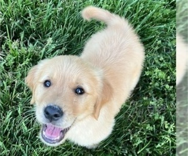 Medium Photo #2 Golden Retriever Puppy For Sale in HIGH POINT, NC, USA