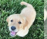 Puppy Grizzly Bear Golden Retriever