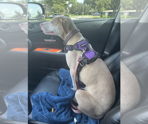 Medium Photo #13 Catahoula Leopard Dog-Unknown Mix Puppy For Sale in Sanford, FL, USA
