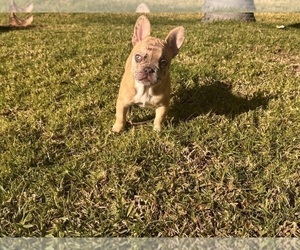 French Bulldog Puppy for sale in RANCHO CUCAMONGA, CA, USA