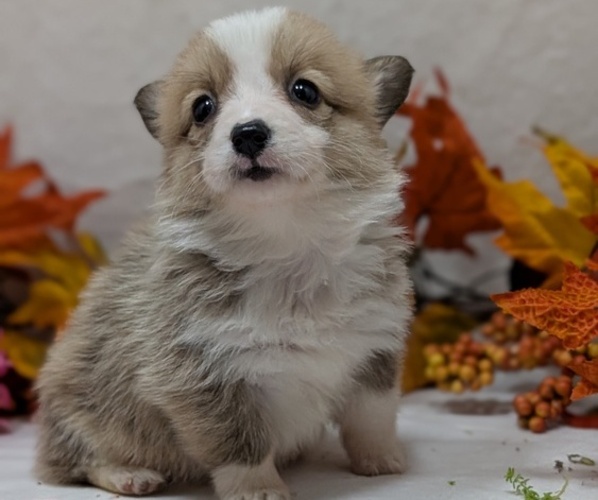 Medium Photo #6 Pembroke Welsh Corgi Puppy For Sale in GOSHEN, IN, USA