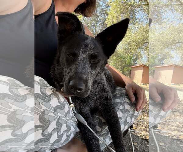 Medium Photo #3 Mutt Puppy For Sale in Paso Robles, CA, USA