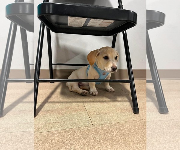 Medium Photo #13 Mutt Puppy For Sale in Derwood, MD, USA