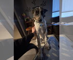 Small #4 Australian Shepherd Mix