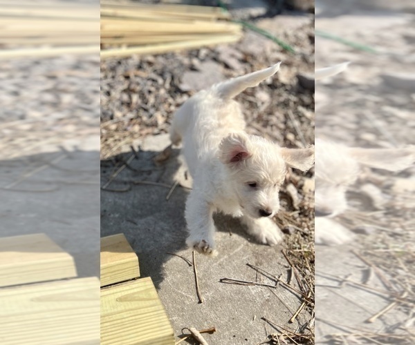 Medium Photo #4 Miniature Labradoodle Puppy For Sale in BRIDGETON, MO, USA
