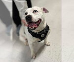 Small #2 American Staffordshire Terrier Mix