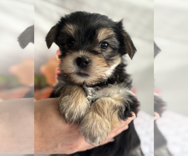 Medium Photo #6 Morkie Puppy For Sale in ROCK STREAM, NY, USA