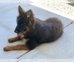 Small #18 German Shepherd Dog