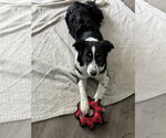 Small #2 Australian Shepherd