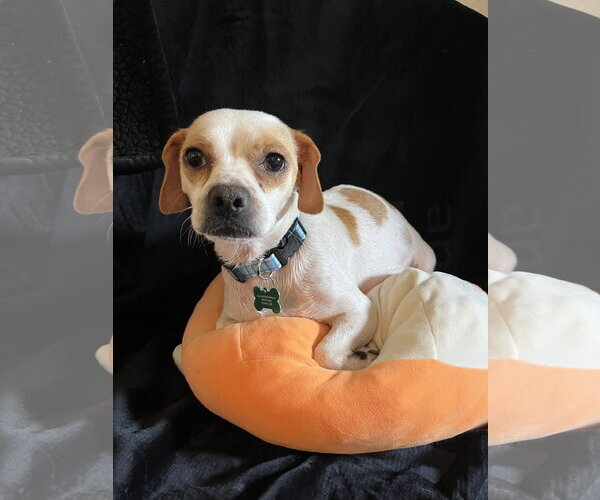 Medium Photo #5 Jack Chi Puppy For Sale in Marina Del Rey, CA, USA