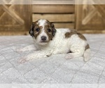 Small Photo #4 Aussiedoodle Puppy For Sale in CONWAY, MO, USA