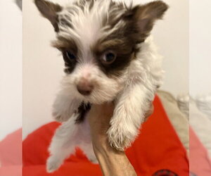 Biro Two Yorkie Puppy Male - Male Mutt Dog for Adoption - Photo #4