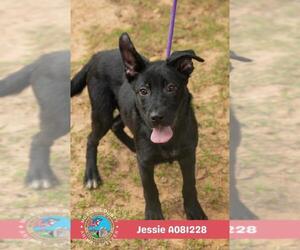 Labrador Retriever-Unknown Mix Dogs for adoption in Mobile, AL, USA