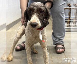 Mutt Dogs for adoption in Washington, DC, USA