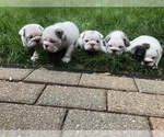 Small Photo #1 Bulldog Puppy For Sale in EAST SPARTA, OH, USA
