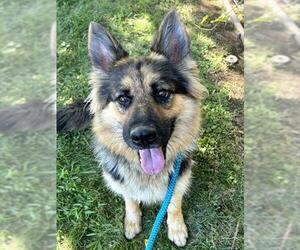 German Shepherd Dog Dogs for adoption in Sacramento, CA, USA