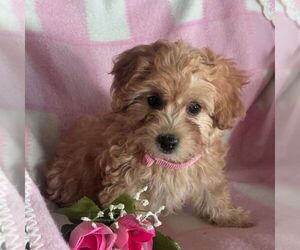 Cavapoo Puppy for sale in ARTHUR, IL, USA