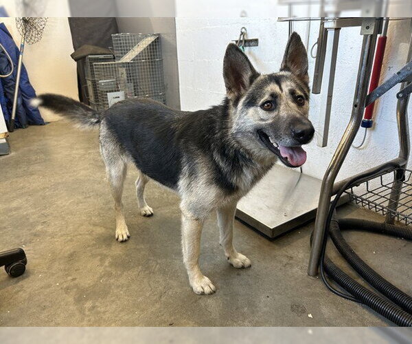 Medium Photo #1 German Shepherd Dog Puppy For Sale in Corona, CA, USA