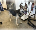 Small German Shepherd Dog