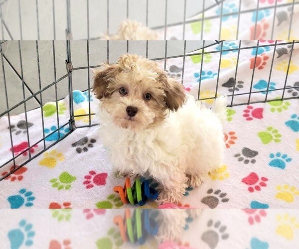 Medium Photo #2 Poovanese Puppy For Sale in ORO VALLEY, AZ, USA