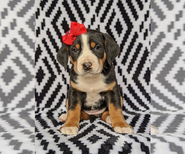 Medium Photo #2 Greater Swiss Mountain Dog Puppy For Sale in CHRISTIANA, PA, USA