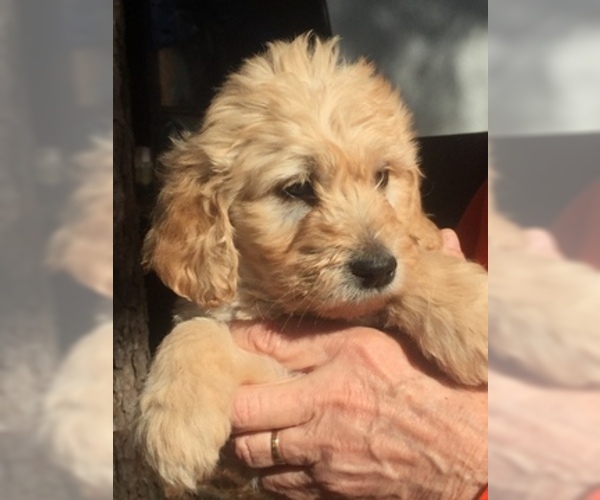 Medium Photo #1 Goldendoodle Puppy For Sale in OPELIKA, AL, USA