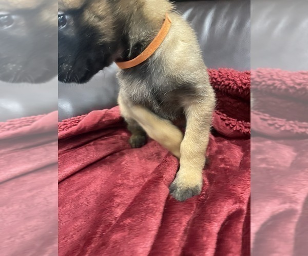 Medium Photo #10 Belgian Malinois Puppy For Sale in REESEVILLE, WI, USA