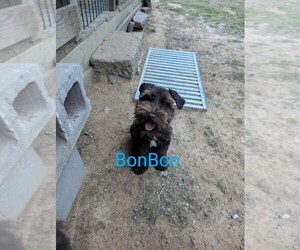 Schnauzer (Miniature) Puppy for sale in QUITMAN, AR, USA