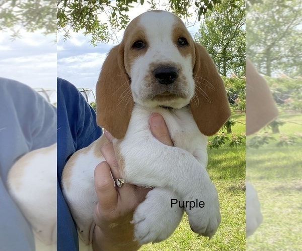 Medium Photo #1 Basset Hound Puppy For Sale in EUSTACE, TX, USA