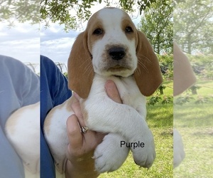 Basset Hound Puppy for sale in EUSTACE, TX, USA
