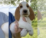Small Photo #1 Basset Hound Puppy For Sale in EUSTACE, TX, USA