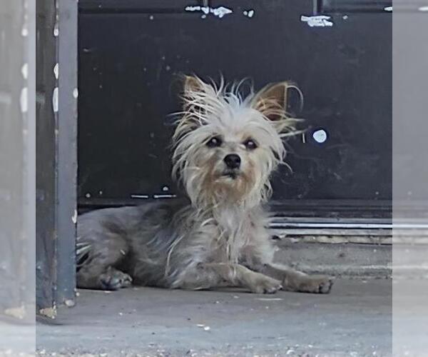 Medium Photo #1 Mutt Puppy For Sale in San Antonio, TX, USA