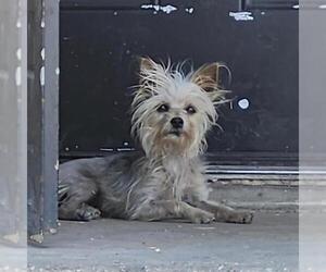 Mutt Dogs for adoption in San Antonio, TX, USA