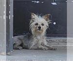 Small Mutt