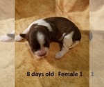 Small Photo #6 Havanese Puppy For Sale in DREXEL, MO, USA