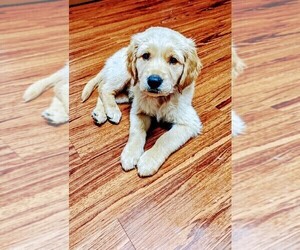 Labrador Retriever Puppy for sale in ARVADA, CO, USA