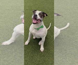 Axel - Male Mutt Dog for Adoption - Photo #6